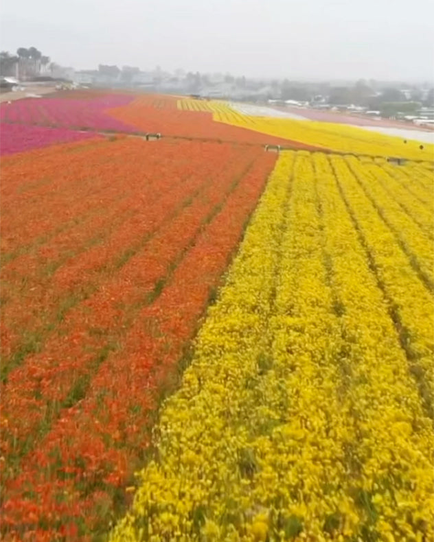 The Flower Fields