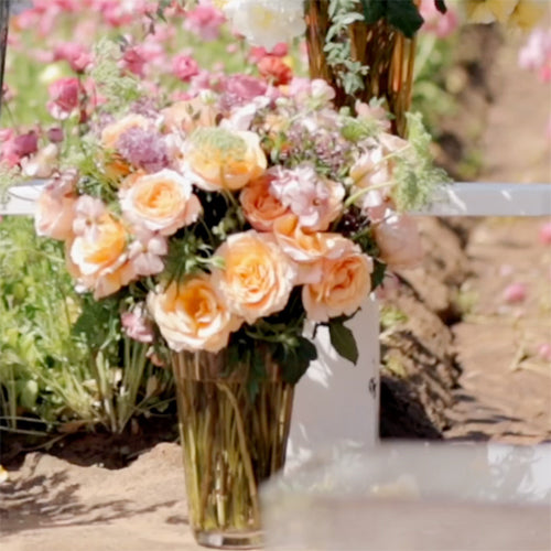 The Flower Field